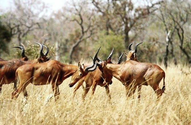 Top 10 National Parks in Nigeria for Wildlife Enthusiasts