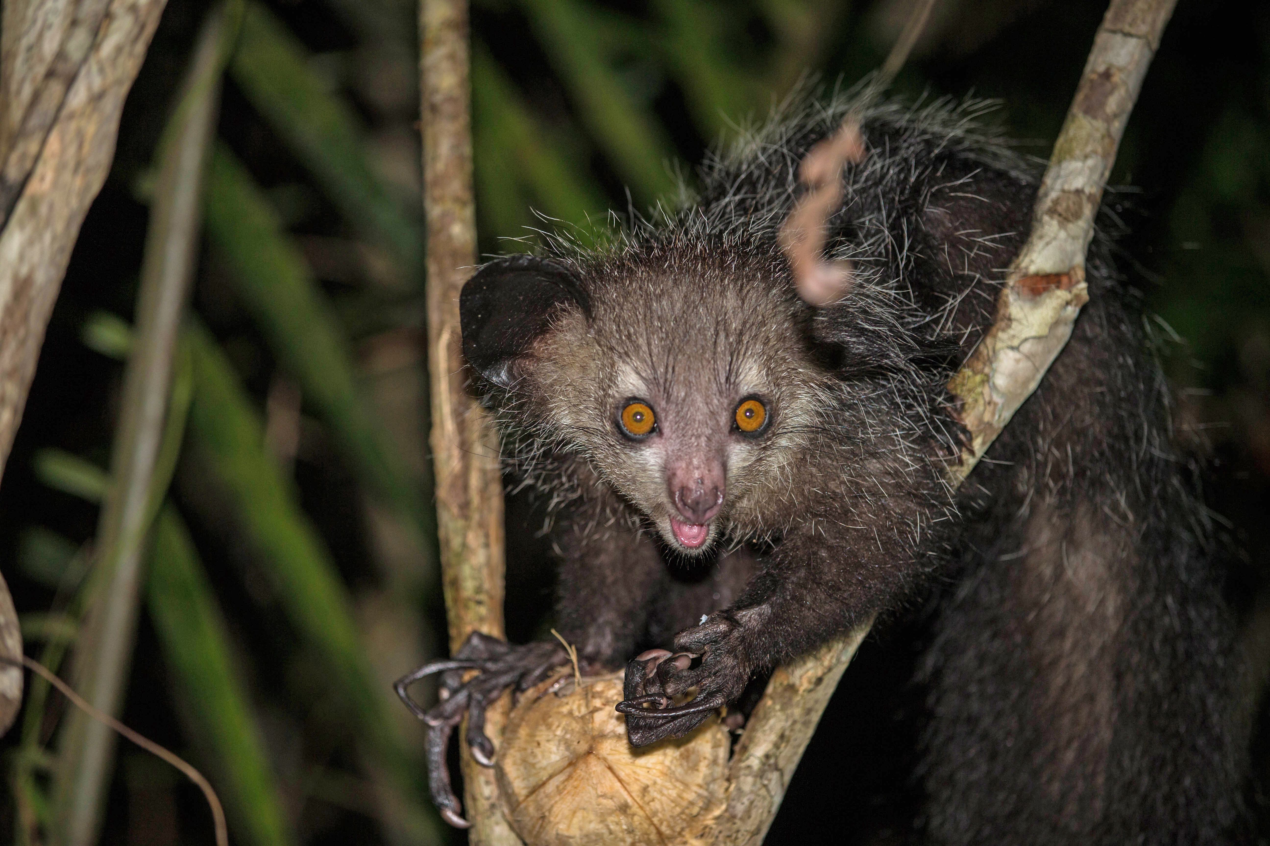 Top 10 Endemic Species You Can Only Find in Madagascar