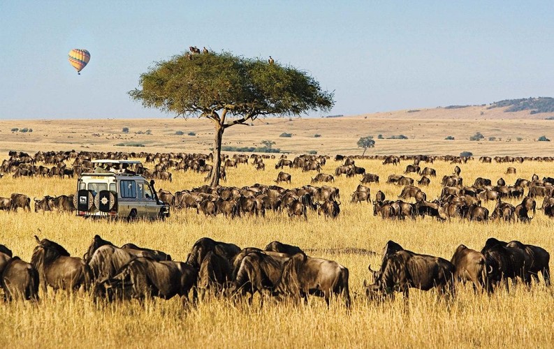 Wildlife Safaris in Kenya