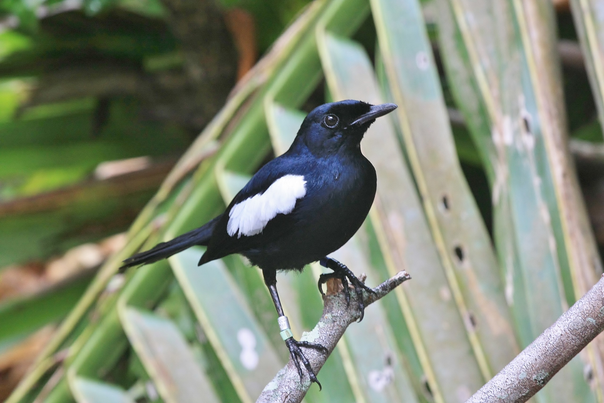 Top 10 Endemic Species You Can Only Find in Seychelles