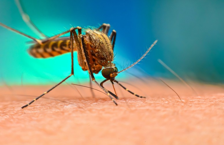 African Countries Tackling Malaria