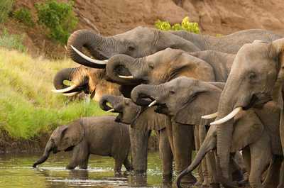 Efforts Protecting Nigeria’s Wildlife