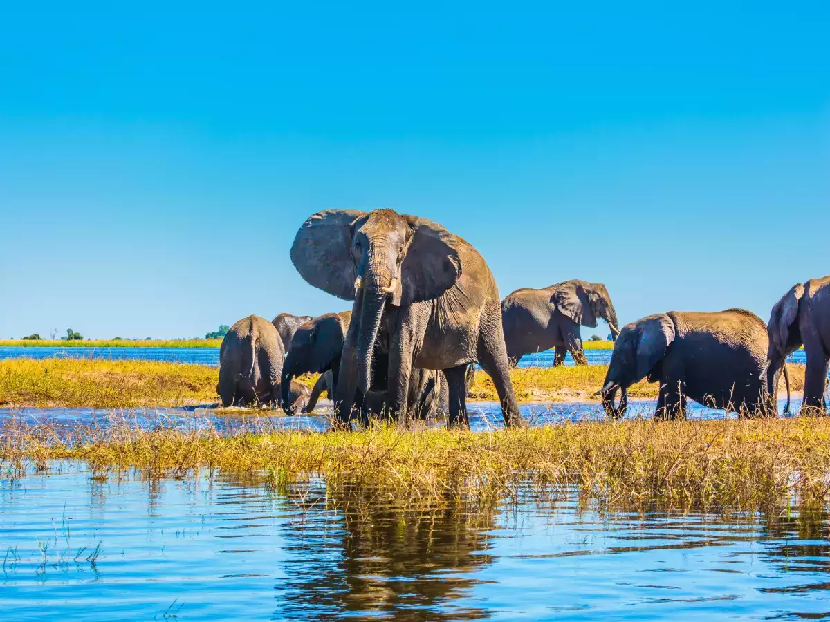 Top 10 African Wildlife Reserves for Conservationists