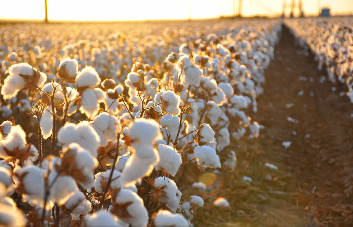 How Egyptian Cotton Became a Global Luxury Commodity