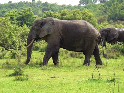 Ghana for Wildlife Lovers