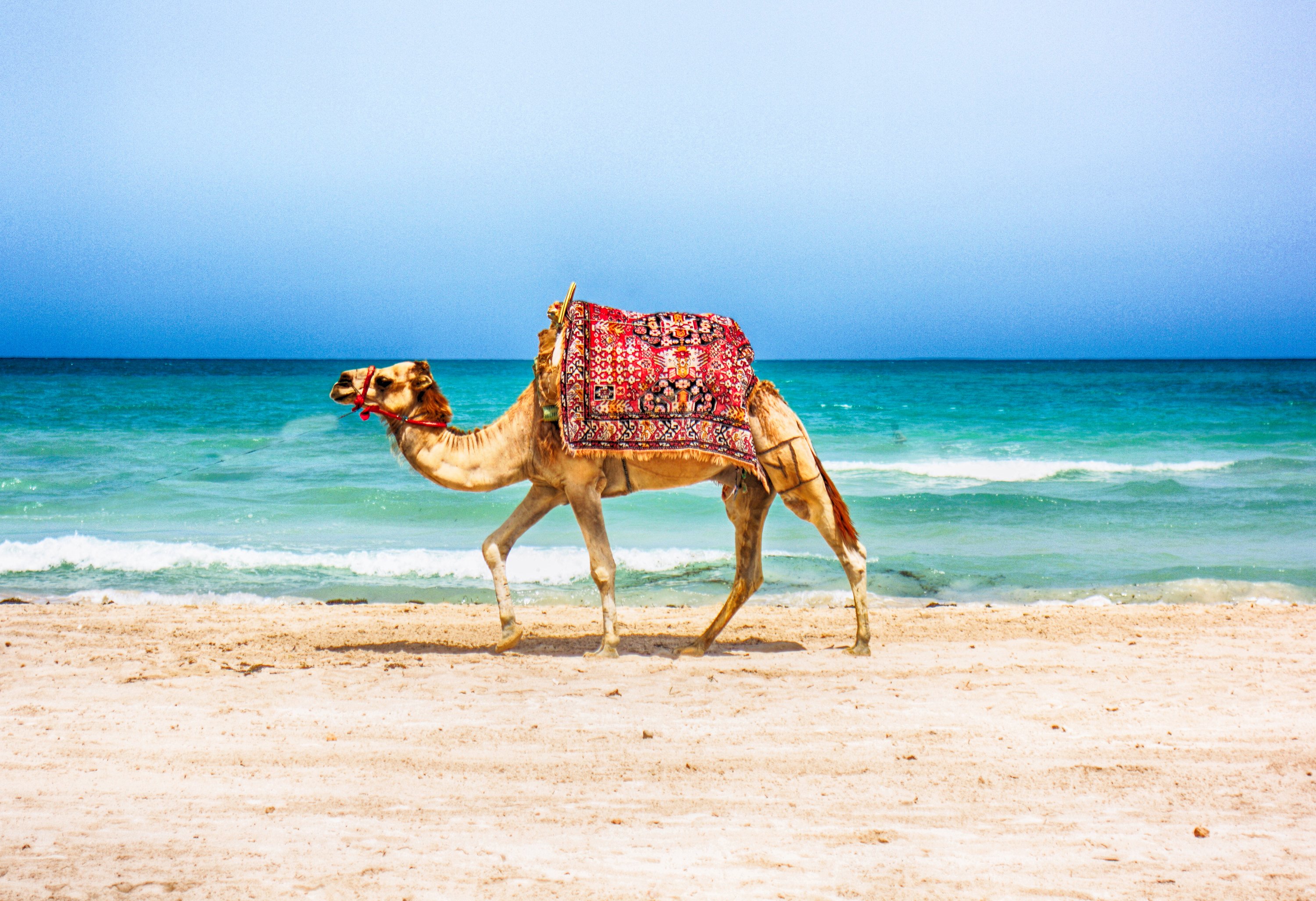 Top 10 Things to Know Before Moving to Tunisia